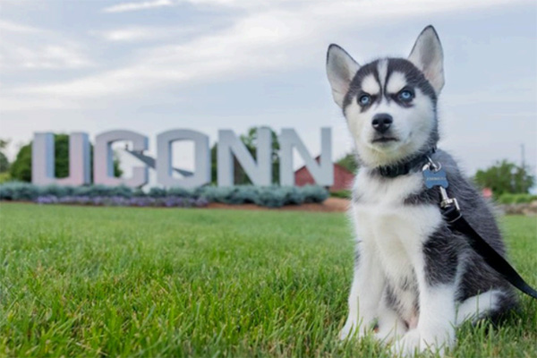 Jonathan XV as a puppy in front of the UConn sign.